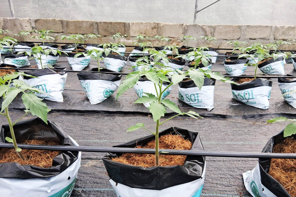 Suivi de plantation